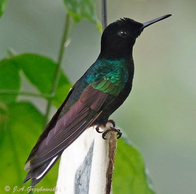 Velvet-purple Coronet