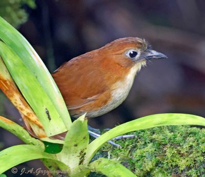 Yellow-breasted Antpitta