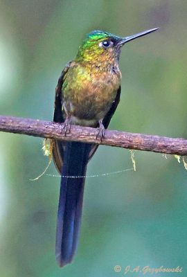 Violet-tailed Sylph
