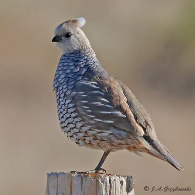 Scaled Quail