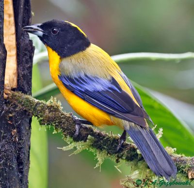 Black-chinned Mountain Tanager
