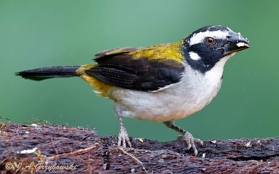 Black-winged Saltator