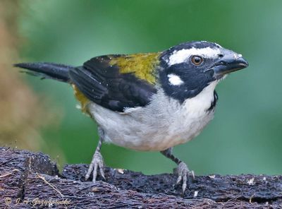 Black-winged Saltator