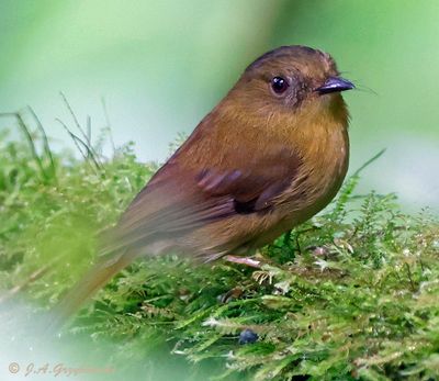 Bronze-olive Pygmy-Tyrant