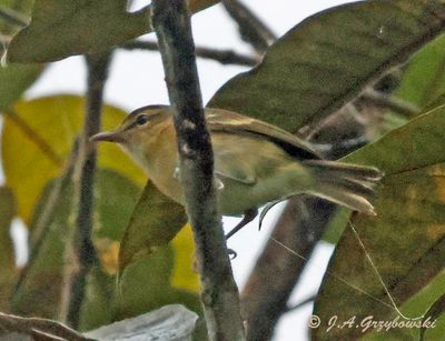 Choco Vireo