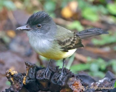 Dusky-capped Flycatcher