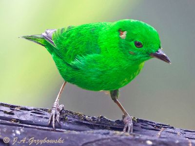 Glistening-green Tanager