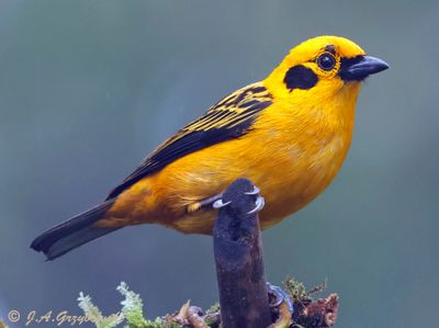 Golden Tanager
