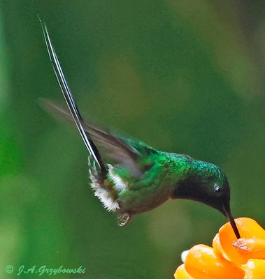 Green Thorntail