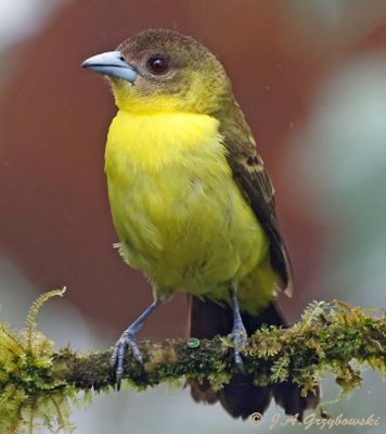 Lemon-rumped Tanager