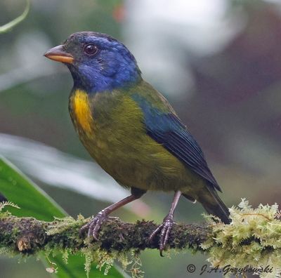 Moss-backed Tanager