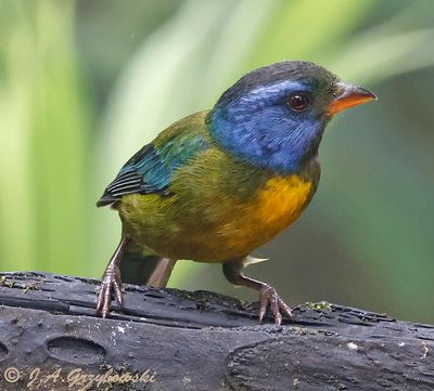 Moss-backed Tanager