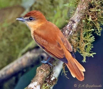 One-colored Becard