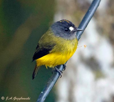 Ornate Flycatcher