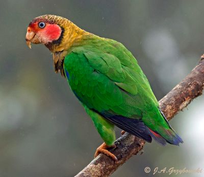 Rose-faced Parrot
