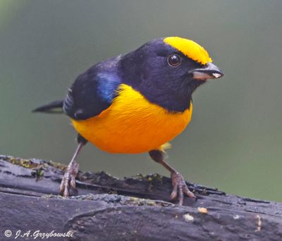 Orange-bellied Euphonia