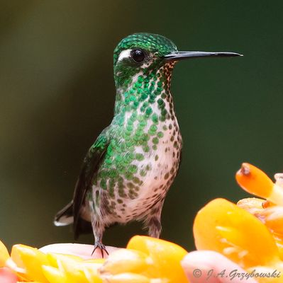 Purple-bibbed Whitetip