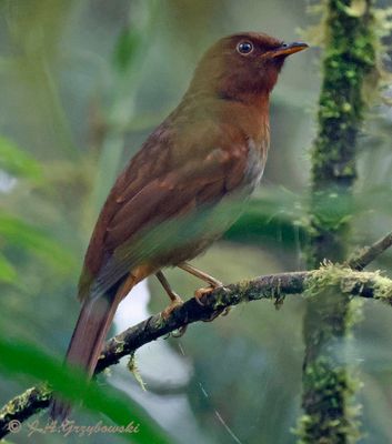 Rufous-brown Solitaire