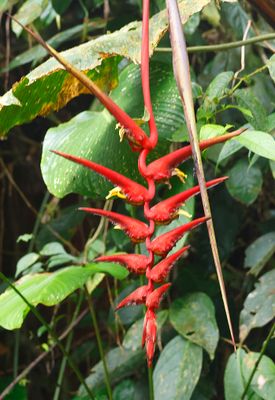 sickle-bill flower