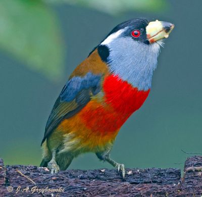 Ecuador-Andes Wildlife