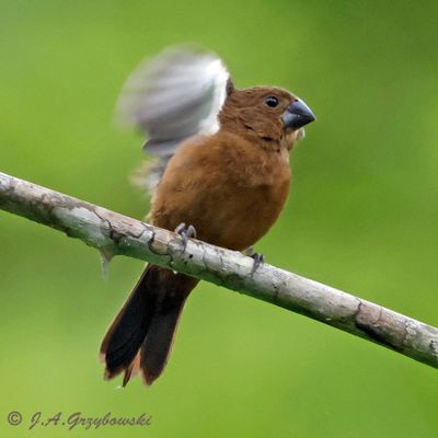 Yellow-bellied Seedeater