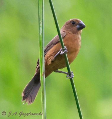 Yellow-bellied Seedeater
