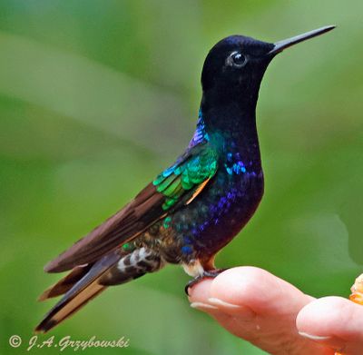 Velvet-purple Coronet