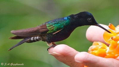 Velvet-purple Coronet