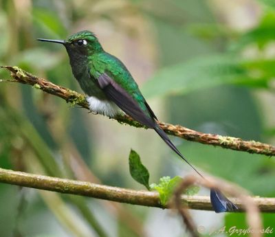White-booted Rackettail