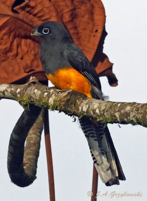 White-tailed Trogon