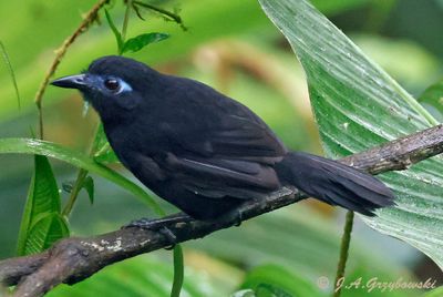 Zeledon's Antbird
