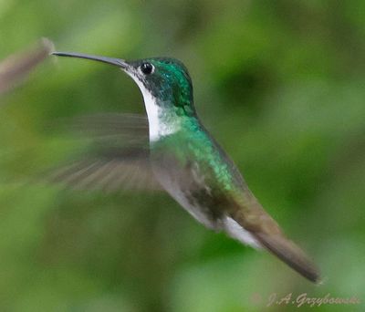 Andean Emerald