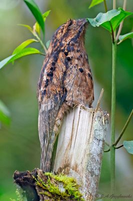 Common Potoo