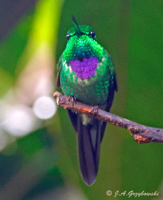 Purple-bibbed Whitetip