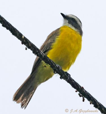 Rufous-margined Flycatcher