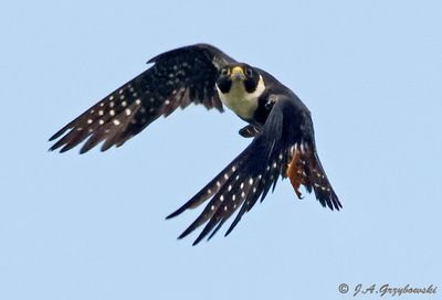 Bat Falcon