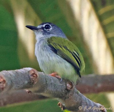 Black-capped Pygmy-Tyrant