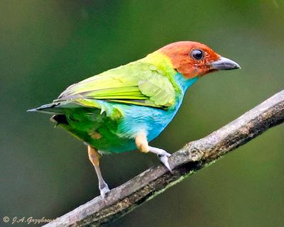 Bay-headed Tanager