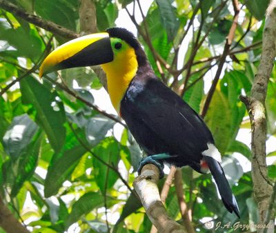 Choco Toucan