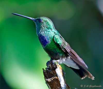 Purple-chested Hummingbird