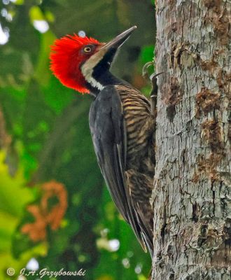 Guayaquil Woodpecker