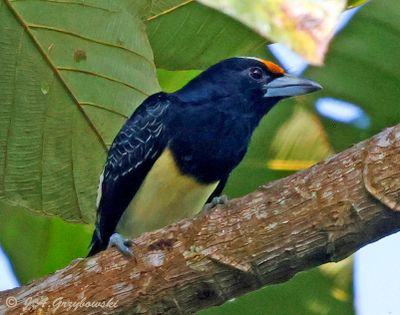 Orange-fronted Barbet