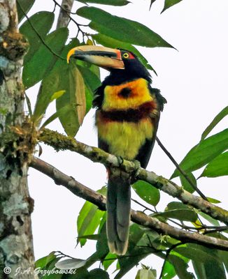 Pale-mandibled Aracari