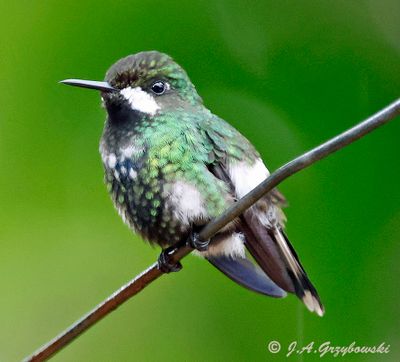 Green Thorntail