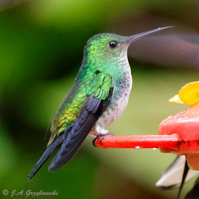 Purple-chested Hummingbird