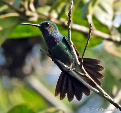 Purple-chested Hummingbird