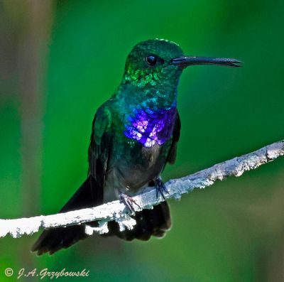 Purple-chested Hummingbird