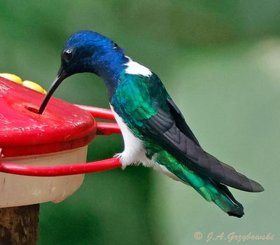 White-necked Jacobin