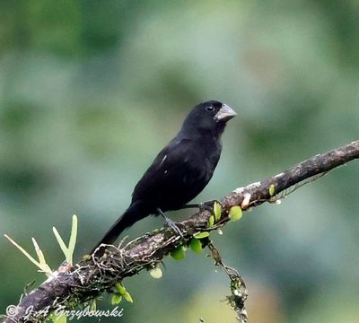 Thick-billed Seed-Finch