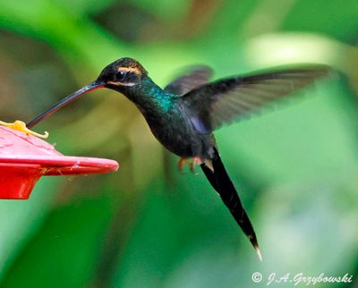 White-whiskered Hermit